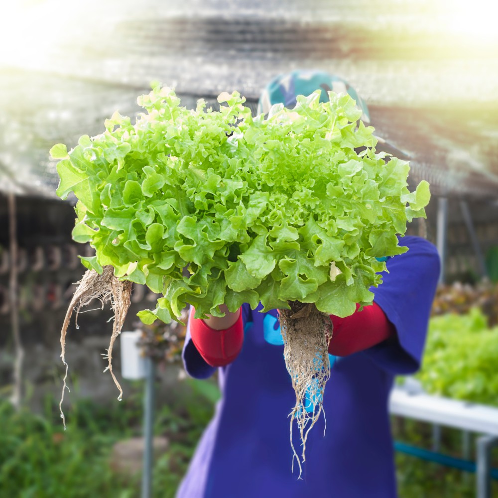 In Hydroponik angebauter Salat.