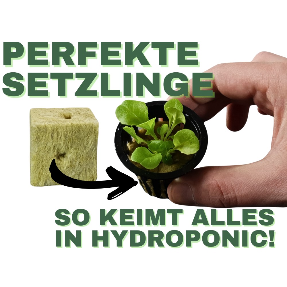 Anzucht in Steinwolle